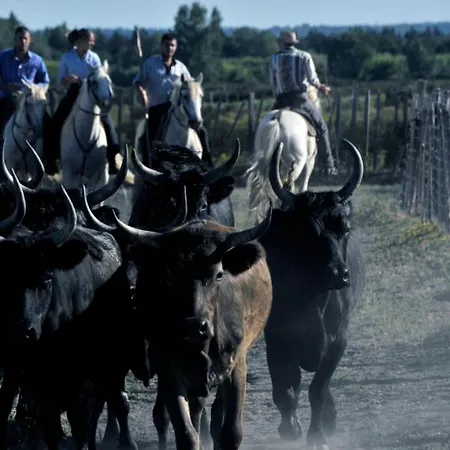 Le De La Lagune Proche De La Le Grau-du-Roi