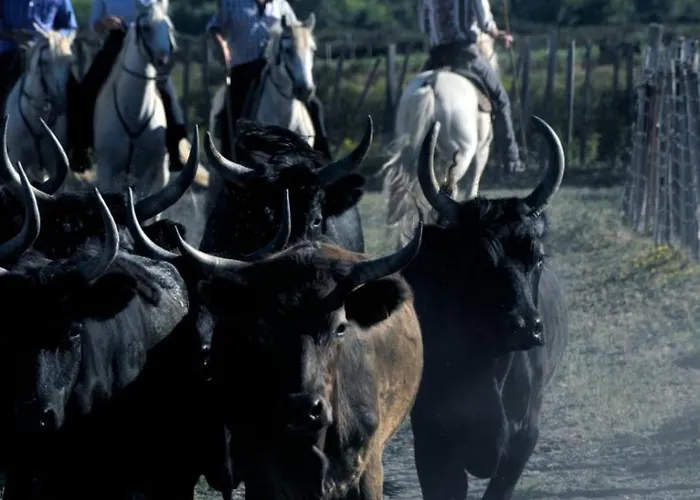 Le De La Lagune Proche De La Le Grau-du-Roi